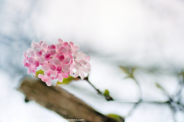 Delicate Winter Blossom Picture Board by Kasia Design