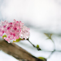 Buy canvas prints of Delicate Winter Blossom by Kasia Design