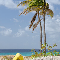 Buy canvas prints of Pink Beach, Bonaire, Dutch Caribbean by Kasia Design