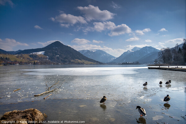 Ducks on Ice, Schliersee, Bavaria, Germany Picture Board by Kasia Design