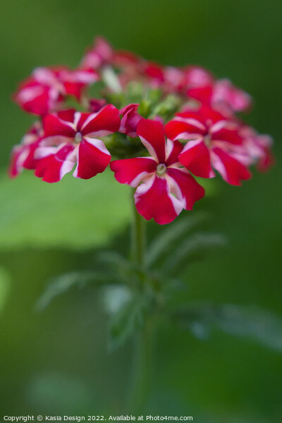 Summer Flower - Verbena Picture Board by Kasia Design