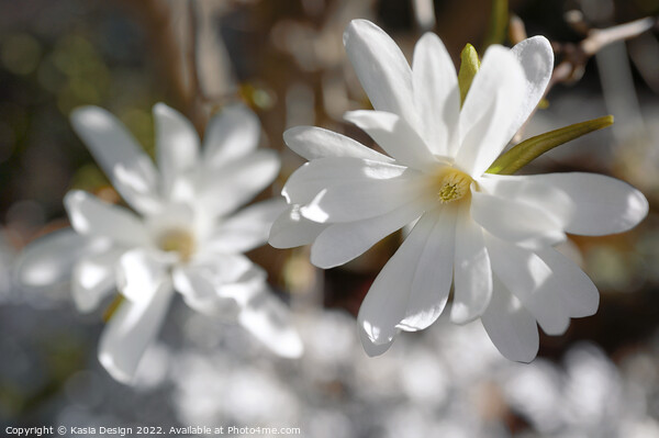 Magnolia Blossom in Spring Picture Board by Kasia Design