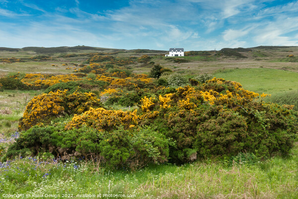 House On the Hillside, Islay, Scotland Picture Board by Kasia Design