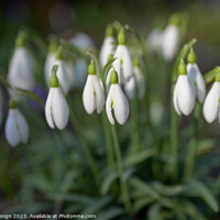 Buy canvas prints of Snowdrops by Kasia Design