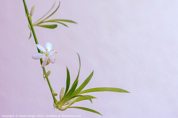 Delicate Flower on a Spider Plant Picture Board by Kasia Design