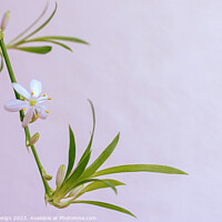 Buy canvas prints of Delicate Flower on a Spider Plant by Kasia Design