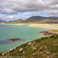 Buy canvas prints of The Locals View of Luskentyre, Harris, Scotland by Kasia Design