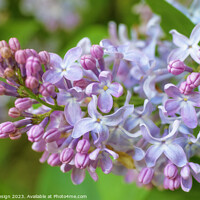 Buy canvas prints of Delicate Lilac Blossom by Kasia Design