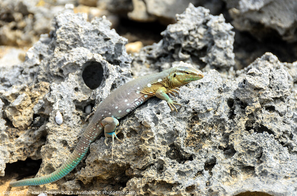 Whip Tail Lizard Posing for the Photoshoot Picture Board by Kasia Design