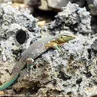 Buy canvas prints of Whip Tail Lizard Posing for the Photoshoot by Kasia Design