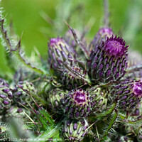 Buy canvas prints of Purple Thistle by Kasia Design