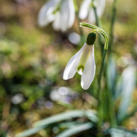 Buy canvas prints of Portrait of Snowdrop by Kasia Design