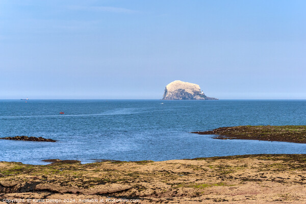 The Bass Rock in all its Magnificence Picture Board by Kasia Design