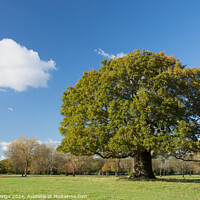 Buy canvas prints of The Mighty Oak by Kasia Design