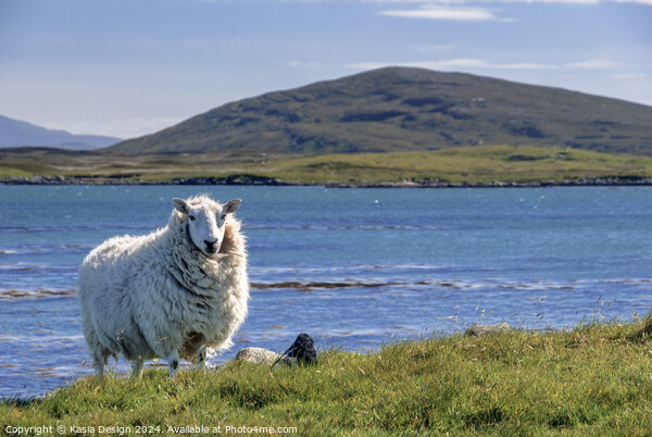 A Proud Sheep in The Outer Hebrides Picture Board by Kasia Design