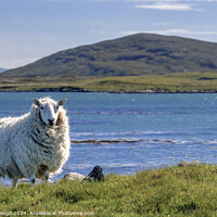 Buy canvas prints of A Proud Sheep in The Outer Hebrides by Kasia Design