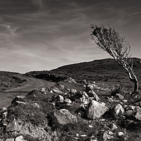 Buy canvas prints of The Lone Tree, Islay, Scotland by Kasia Design