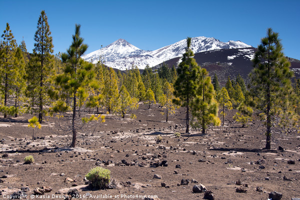 Lava Fields and Trees, El Teide, Tenerife Picture Board by Kasia Design