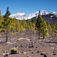 Buy canvas prints of Lava Fields and Trees, El Teide, Tenerife by Kasia Design