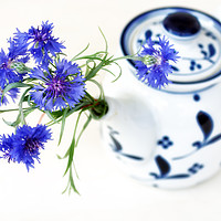 Buy canvas prints of Cornflower for Tea by Kasia Design
