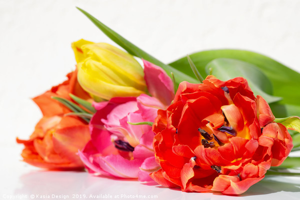 Tulips: Primus unter Pares Picture Board by Kasia Design
