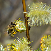 Buy canvas prints of Honey Bee Hard at Work by Kasia Design