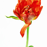 Buy canvas prints of Waltzing Tulip by Kasia Design