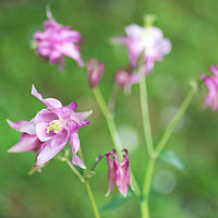 Buy canvas prints of Soft Columbine by Kasia Design