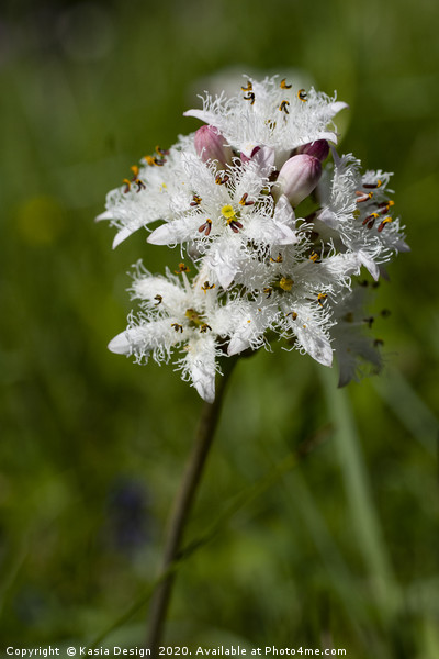 Menyanthes trifoliata, Bog Bean Picture Board by Kasia Design