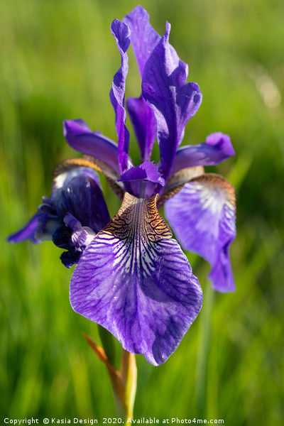 Siberian Iris Picture Board by Kasia Design