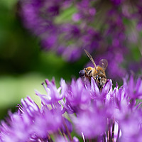 Buy canvas prints of Busy Bee hard at work by Kasia Design