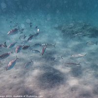 Buy canvas prints of Swimming with the Fish, Crete by Kasia Design