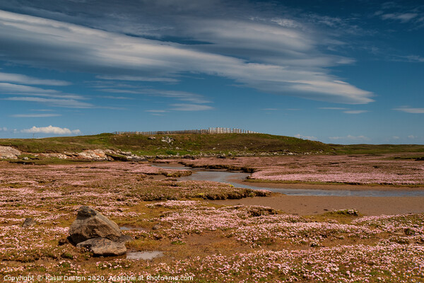 Pink Sea Thrift Carpet, North Uist, Outer Hebrides Picture Board by Kasia Design