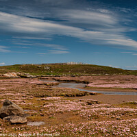 Buy canvas prints of Pink Sea Thrift Carpet, North Uist, Outer Hebrides by Kasia Design