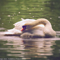 Buy canvas prints of Swan Reflections by Kasia Design