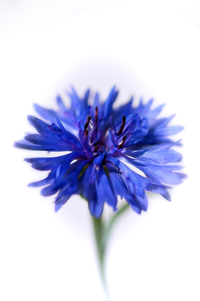 Blue Cornflower Picture Board by Kasia Design