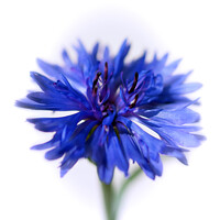 Buy canvas prints of Blue Cornflower by Kasia Design