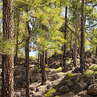 Buy canvas prints of Lava between the Pine Trees, Tenerife, Spain by Kasia Design