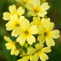 Buy canvas prints of A Touch of Spring - Cowslip by Kasia Design