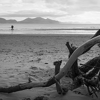 Buy canvas prints of The Driftwood Lovers by Susan Witterick