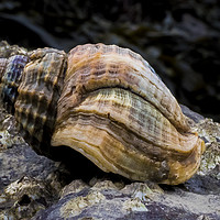 Buy canvas prints of The Whelk by Susan Witterick