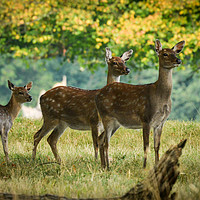 Buy canvas prints of Deer Oh Deer by Rosalind White