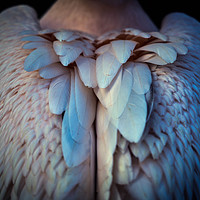 Buy canvas prints of Angel Wings by Rosalind White