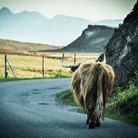 Buy canvas prints of Highlands Traffic by Rosalind White