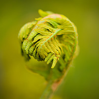 Buy canvas prints of Emerging Fern by Rosalind White