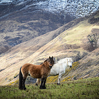 Buy canvas prints of Corran Mountain Horses by Rosalind White