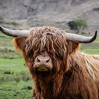 Buy canvas prints of Highland Cow (or Coo) Near Corran  by Rosalind White