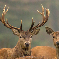 Buy canvas prints of Studley Royal Stags  by Stephen Huntley