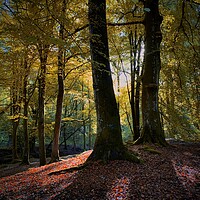 Buy canvas prints of Autumn glow by Clive Ashton