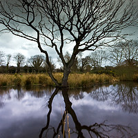 Buy canvas prints of The Old Tree by Clive Ashton